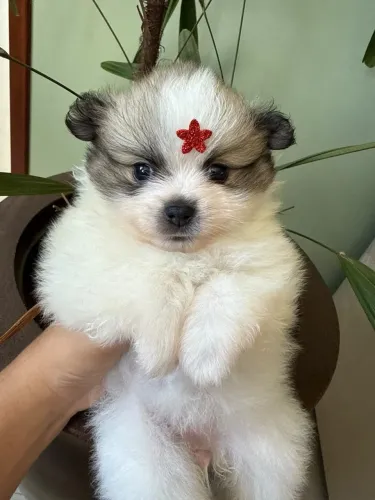 Filhote lulu da pomerania spitz alemao
