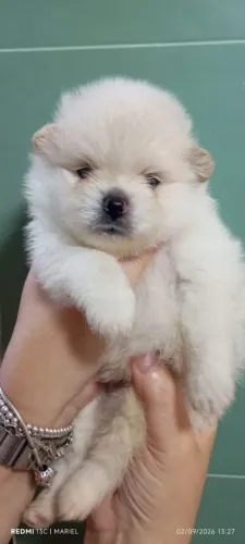 Spitz Alemão