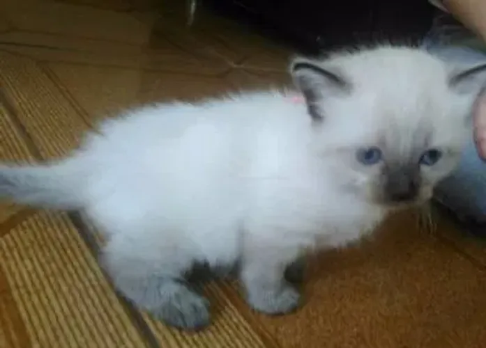 Gatinhos siamês barato disponível