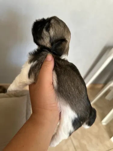 Filhotes shih tzu