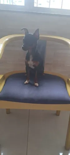 Pinscher fêmea zero