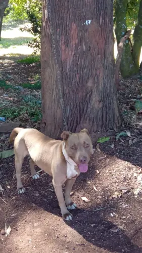 ? Cachorro para adoção responsável