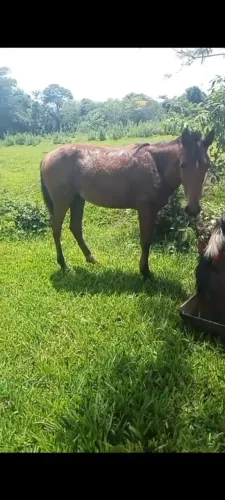 vendo potro