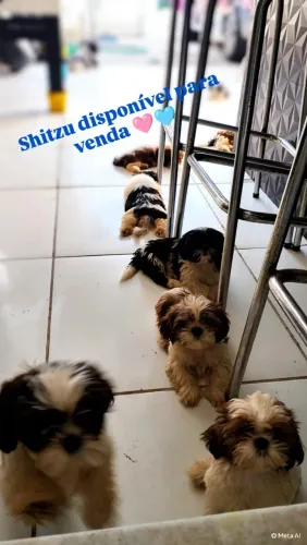 Filhote de Shitzu 