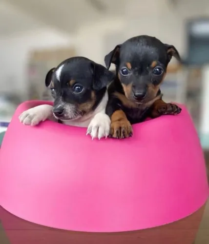 Pinscher miniatura /Ja adestrado no jornal /Apto para novo lar