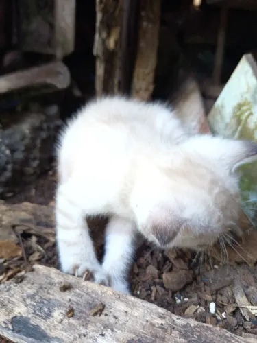 Gatinhas irmãs fêmeas de um mês