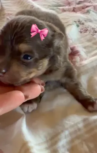 Que linda princesa chocolate ?