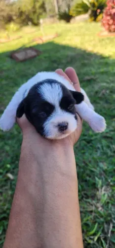 Cachorro Lhasa apso