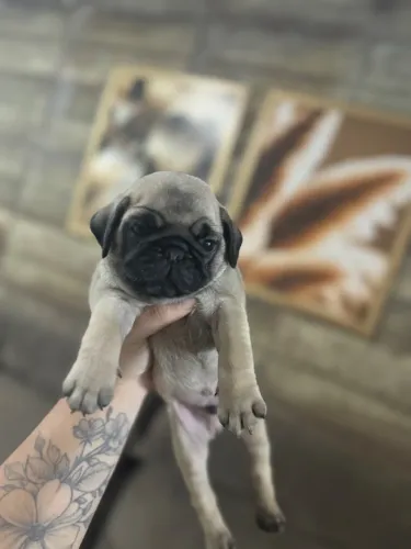 Pug a venda
