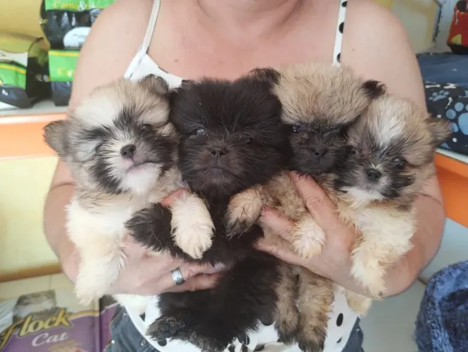 Shih Tzu com Spitz alemão