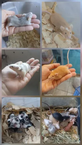 Camundongo Pet 