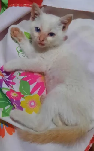 Adoação Gato