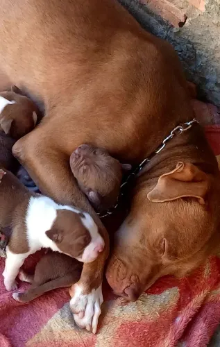 Venda de filhotes pitbul