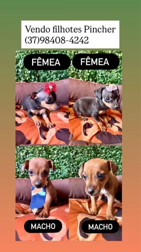 Vendo pinscher 