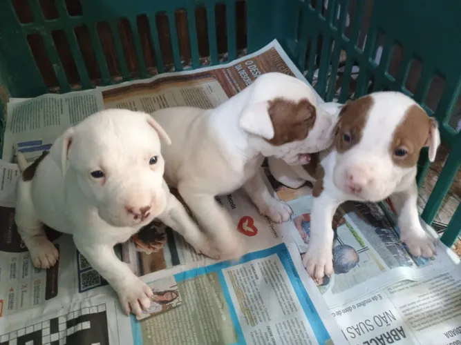 Vendo filhotes de Pitbull