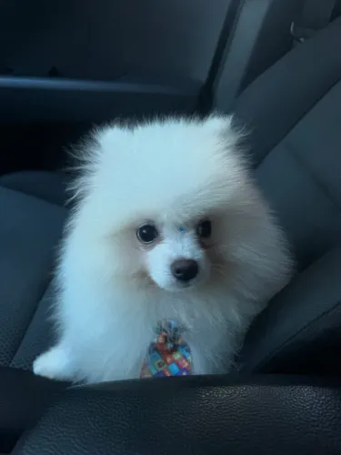 Filhote Spitz Alemão Mini Macho