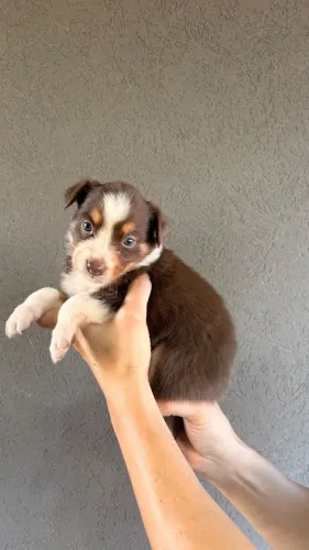 Border Collie fêmea