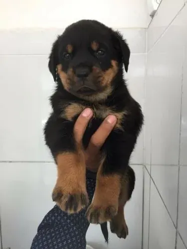 Rottweiler V10 Importada/Garantia de Saúde/Contrato de Compra