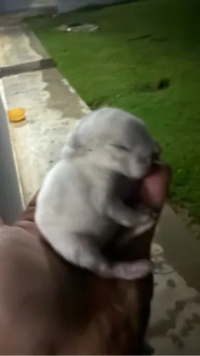 Coelhos Mini Loop