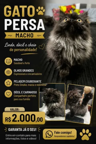 Gato Persa Macho