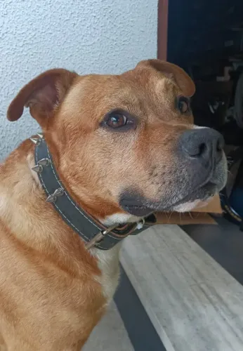 Doação American Pitbull Terrier