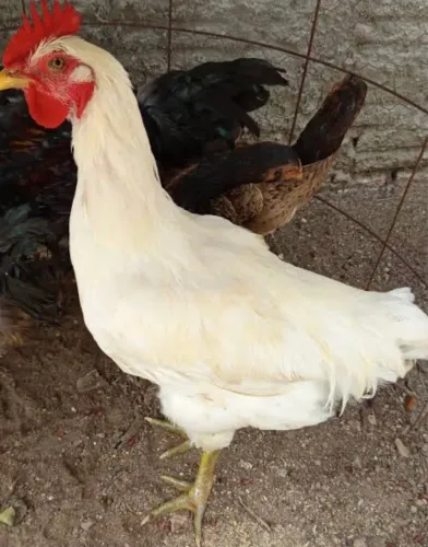 GALINHA DIREITO DA FAZENDA PROMOÇÃO