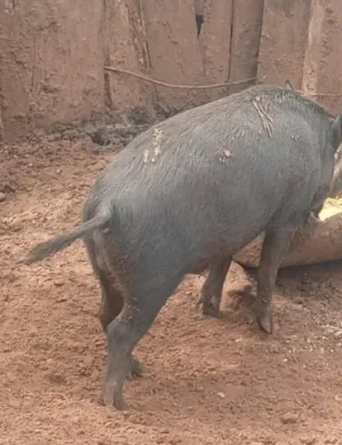 Porco capado 