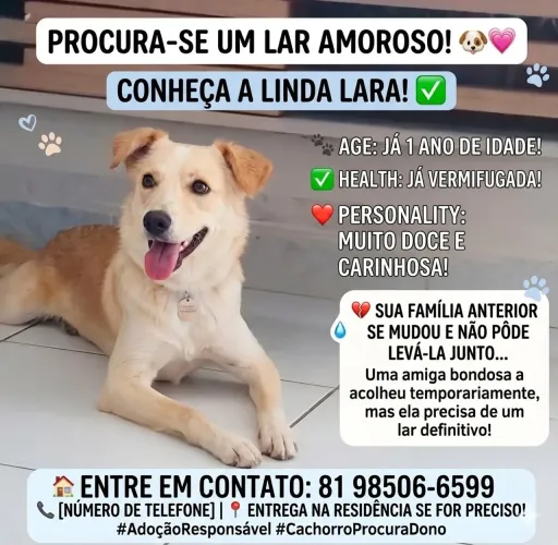 Cachorro para adoção 