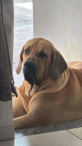 Cachorro fila brasileiro 