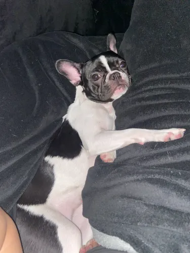 Buldogue francês Fêmea 