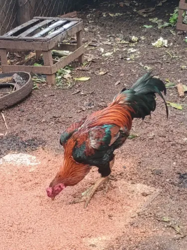 Vende-se galo caipira