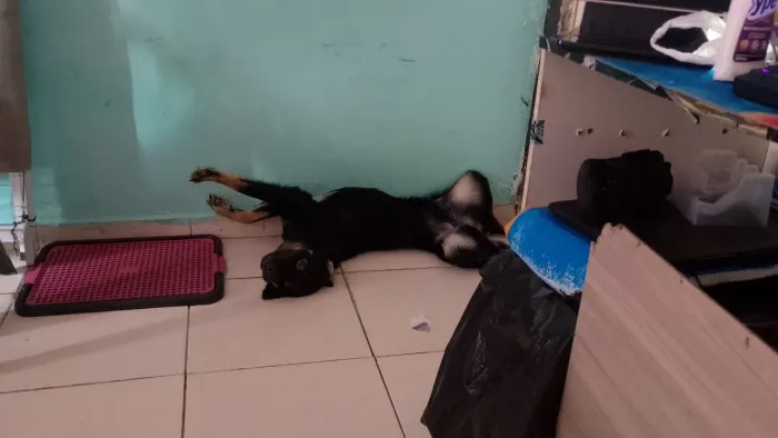 Doando Cachorro!