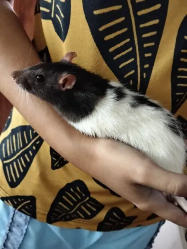 Rato Twister