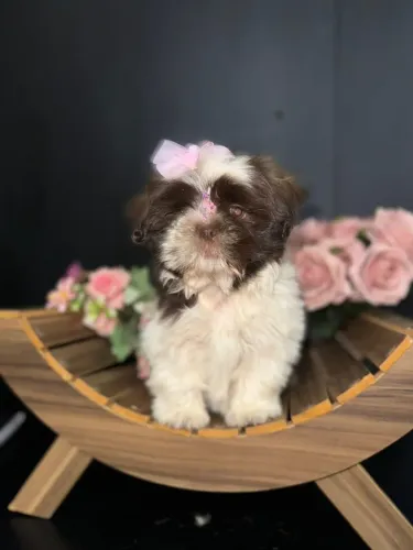 Lhasa Apso,Lhasa Apso Filhote Estrutura Perfeita Disponível