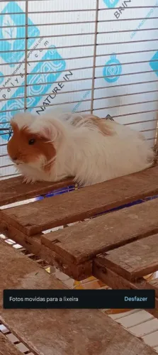 Porquinho da índia