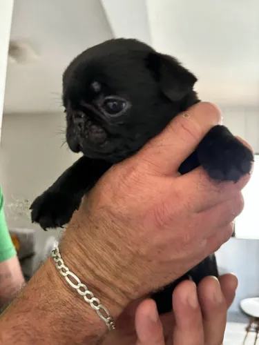 Filhote de Pug