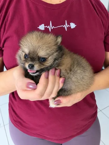 Vendo filhotes Spitz alemão