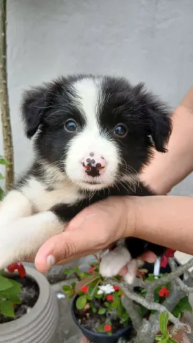 Border Collie filhotes disponíveis