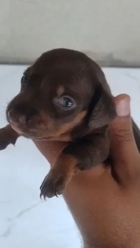 Dachshund, Basset salsichinha,chocolate e alerquim 