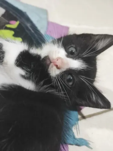 Gatinhas para adoção
