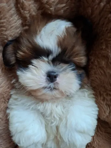 Shih tzu mancho