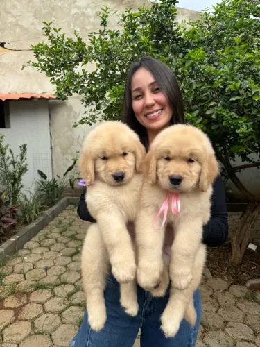 Golden retriever com CBKC