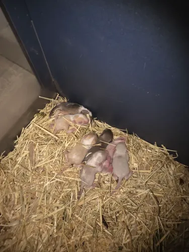 Vendo esquilo da mongolia (Gerbil)