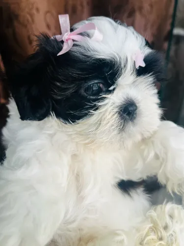 Shih tzu