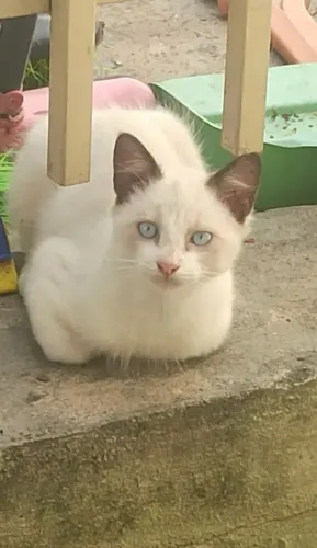 Doação de gatinhos 