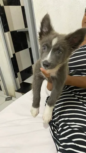 Vendo border collie cinza
