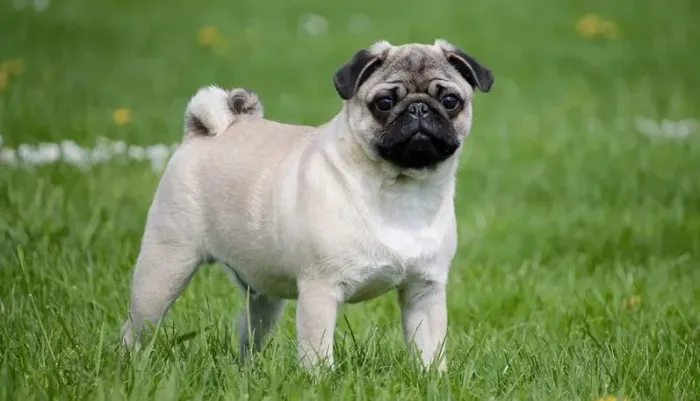 Filhote de Pug Macho Abricot com 5 meses