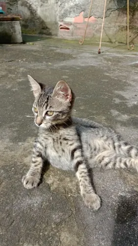Adoção gato(a)