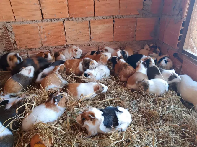 PPRQUINHO DA ÍNDIA