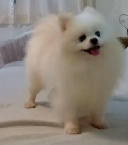 Spitz Alemão anão